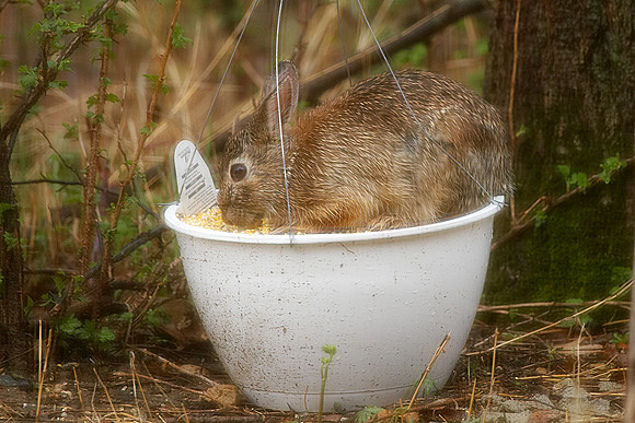 Bunny Pot