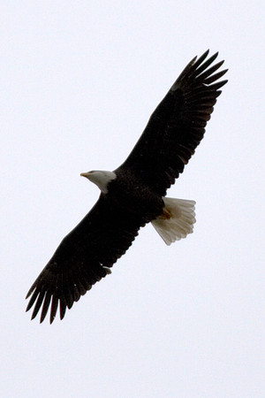 Eagles!
