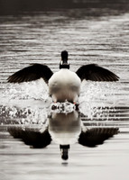 Greeting Card Images