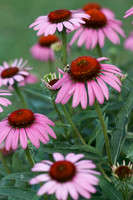 U of MN Landscape Arboretum - Featured Collection