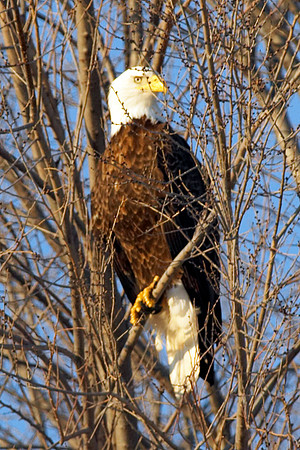 Bald Eagle