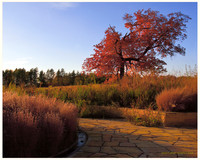 Trees & Gardens