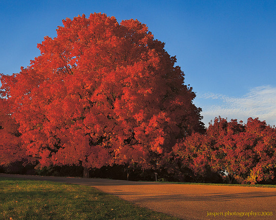 Maple in Full Fall Color