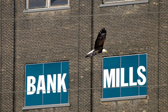 Eagles over St. Anthony Falls