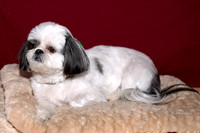 Nala and Chewy - January 8th, 2005