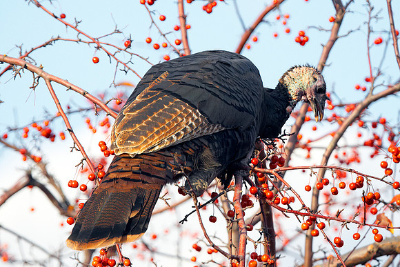 Mmmmmmm!  Berries!