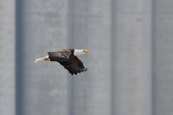 Eagles over St. Anthony Falls