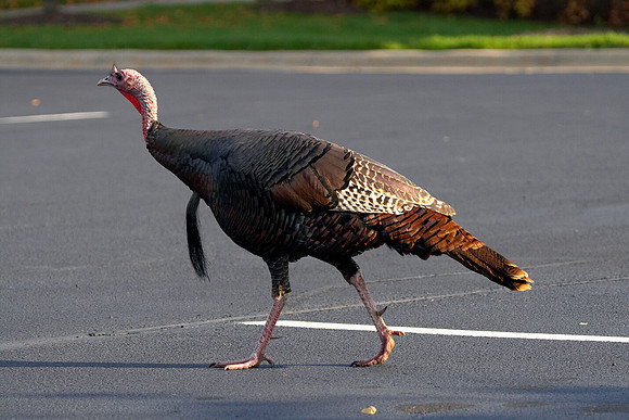 Wild Turkey