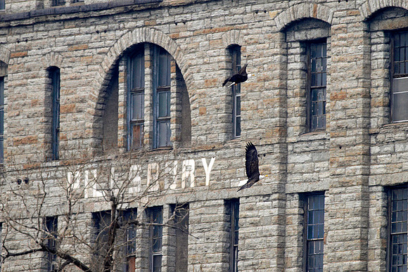 Eagles over St. Anthony Falls