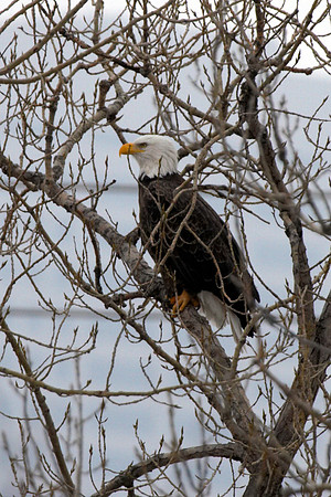 Eagles over St. Anthony Falls