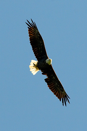 American Bald Eagle