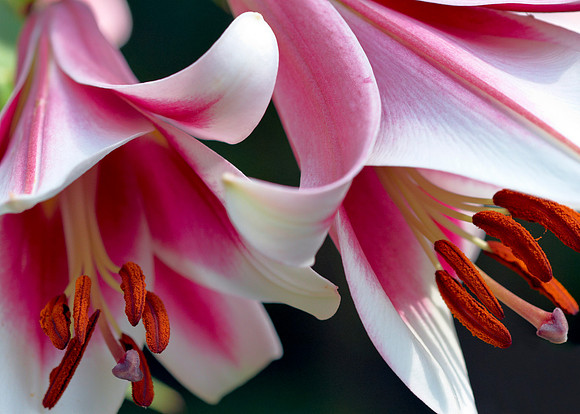 Stargazers