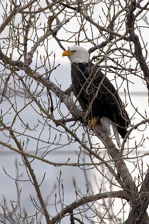 Eagles over St. Anthony Falls