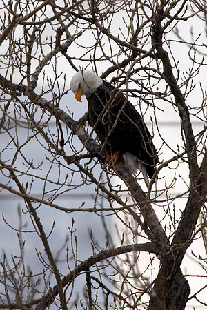Eagles over St. Anthony Falls