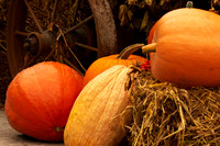 Greeting Card Photos - Arboretum