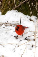 Feathered Friends