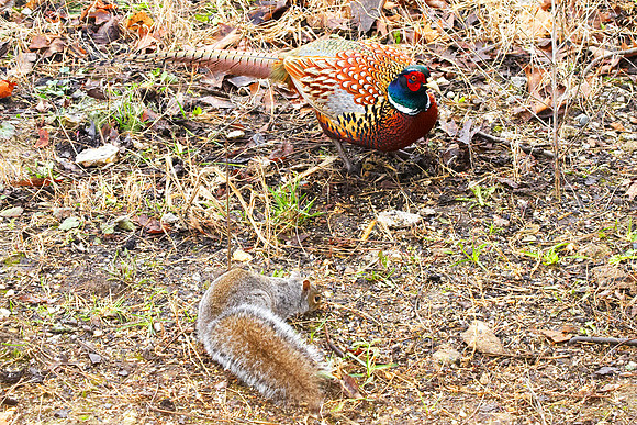 Pheasant