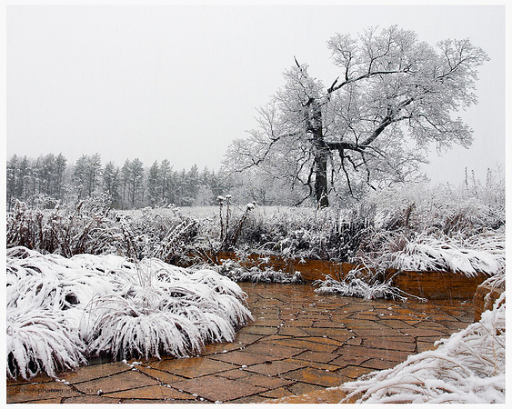 Broken Oak - First Snow