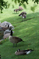 Wildlife