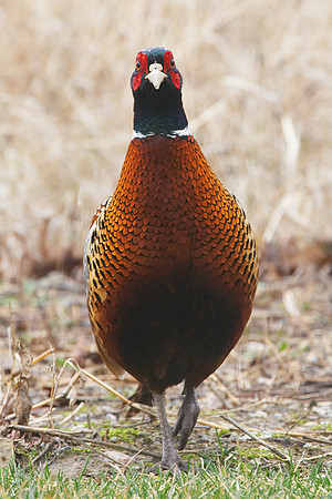 Coming in for a closer look...