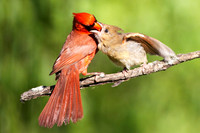 Wildlife